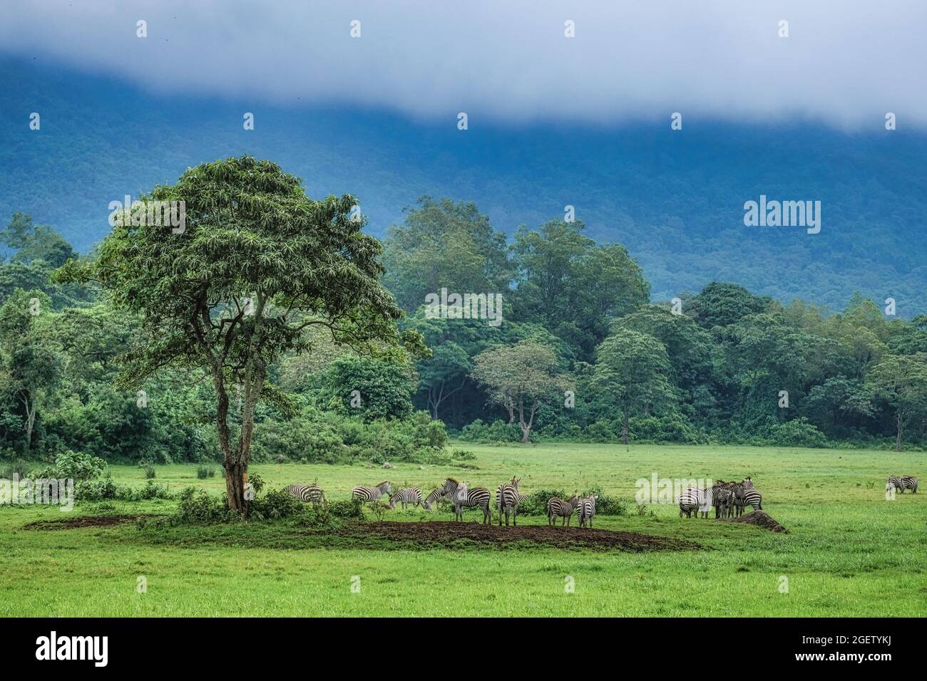 Troupeau de zèbre reposant dans un pré vert sous l'arbre devant la forêt tropicale Banque D'Images