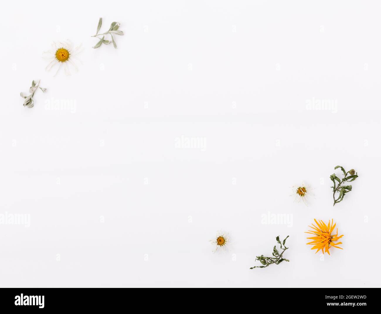 Composition automnale composée de feuilles multicolores sèches et de fleurs de Marguerite sur fond de bois blanc. Automne, automne concept. Flat lay, vue de dessus Banque D'Images