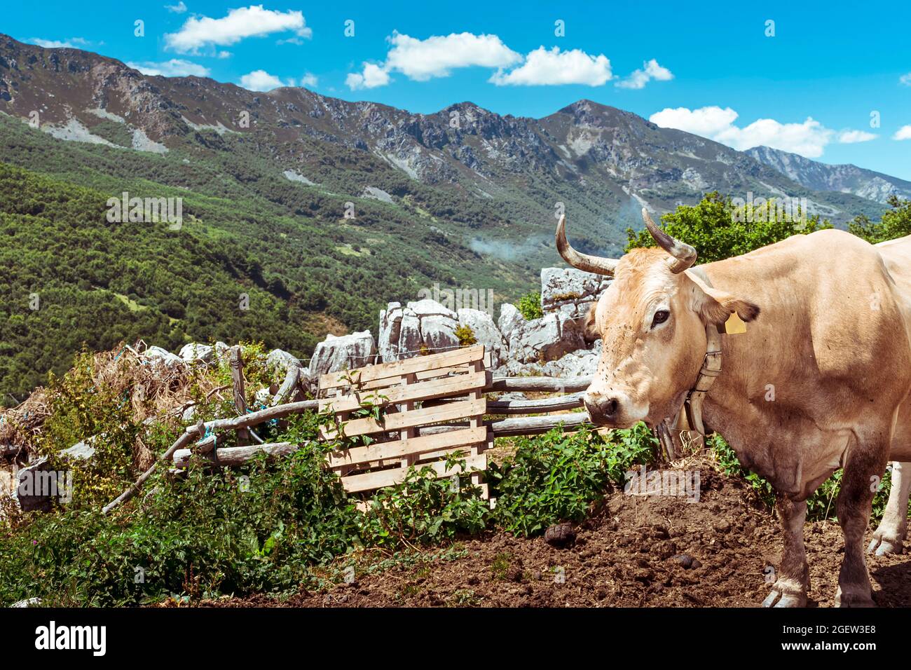 Paysage de la montagne Asturienne de San Isidro en Espagne.dans la photo vous pouvez voir au premier plan une vache typique locale.la photo est prise Banque D'Images