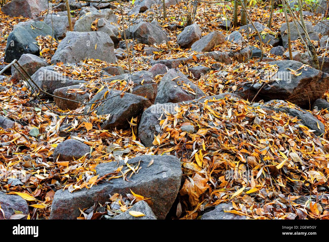 Pierres dans la forêt d'automne, paysage avec des roches couvertes de feuillage dans le parc. Paysage de la nature d'automne. Saison d'automne et concept de randonnée pour l'arrière-plan. Banque D'Images