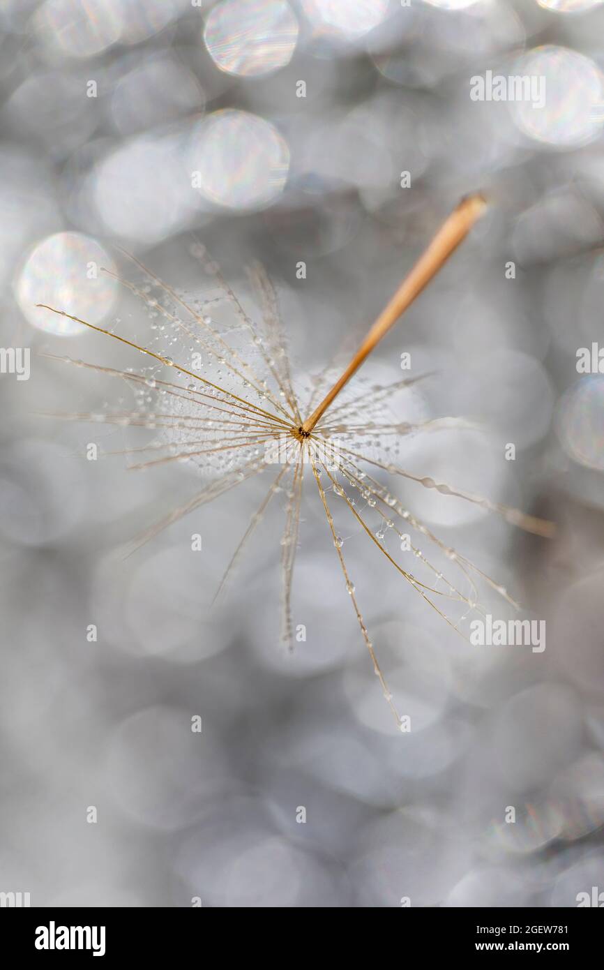 Photo macro de pissenlit avec des gouttes d'eau qui flottent dans l'air. Vivre en harmonie. Banque D'Images