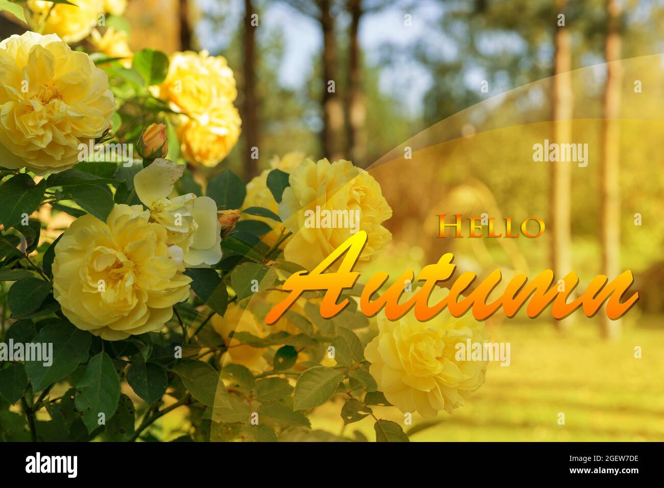 Papier peint Hello Autumn, fond d'écran automnal avec fleurs roses jaunes Banque D'Images