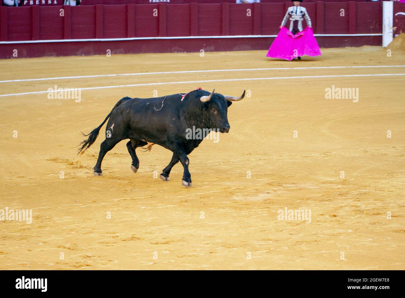 Taureaux de combat à Malaga Espagne Banque D'Images