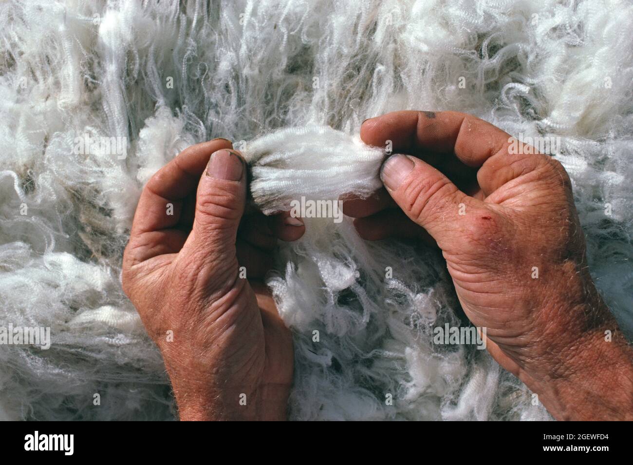 Australie. Élevage. Gros plan des mains de l'homme vérifiant la laine polaire de mouton. Banque D'Images