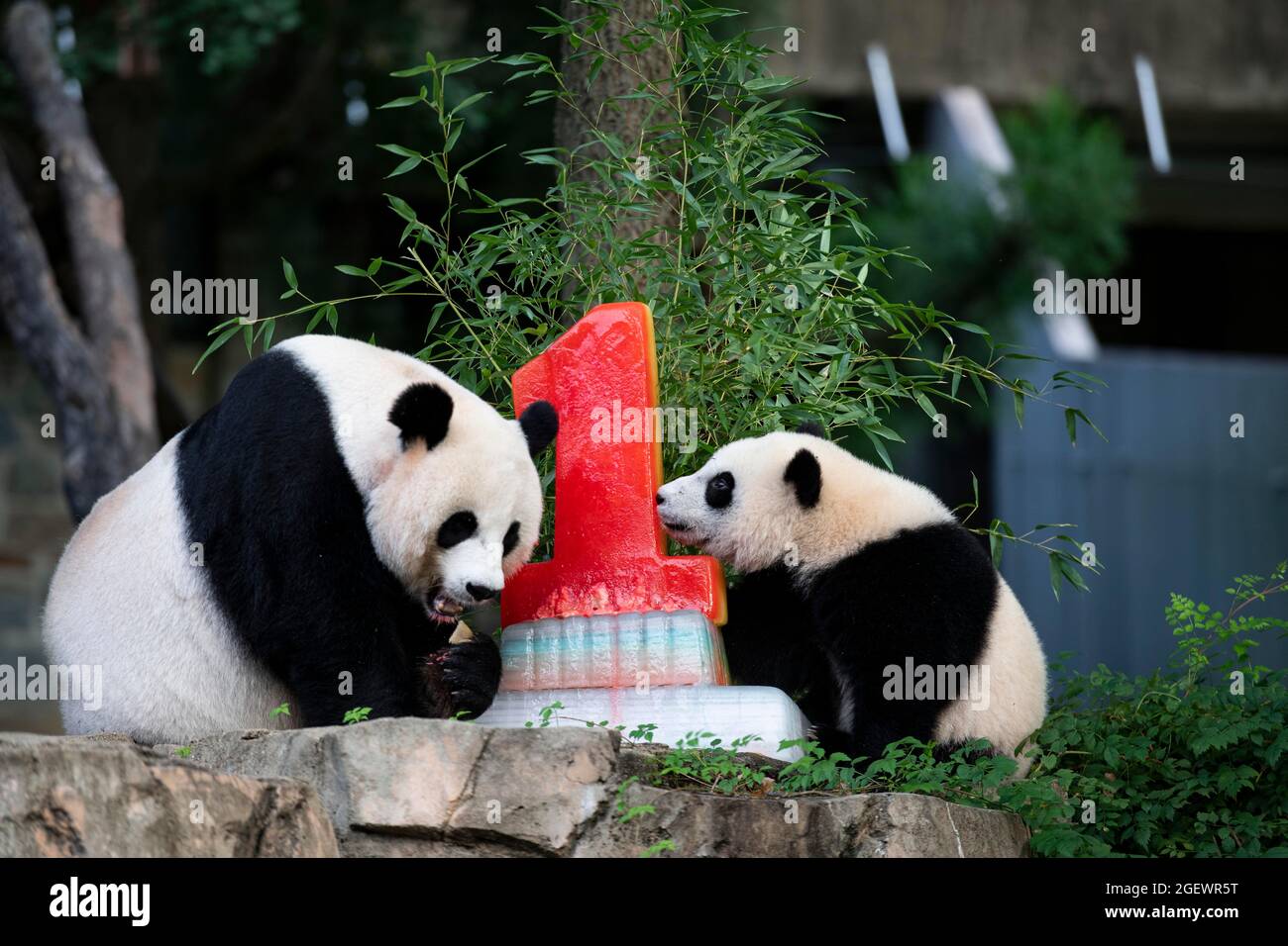 Washington, États-Unis. 21 août 2021. Le 21 août 2021, le géant panda cub 'Xiao Qi Ji' (R) apprécie son gâteau d'anniversaire avec sa mère 'mei Xiang' au zoo national de Smithsonian à Washington, DC, aux États-Unis. Xiao Qi Ji (petit miracle), le géant panda cub né dans le zoo national de Washington, DC, en a fait un samedi, et le zoo a organisé une grande fête d'anniversaire pour la petite cutie avec des gâteaux de glace et d'autres activités pour célébrer l'occasion avec ses fans avides qui viennent pour une visite. Credit: Liu Jie/Xinhua/Alay Live News Banque D'Images