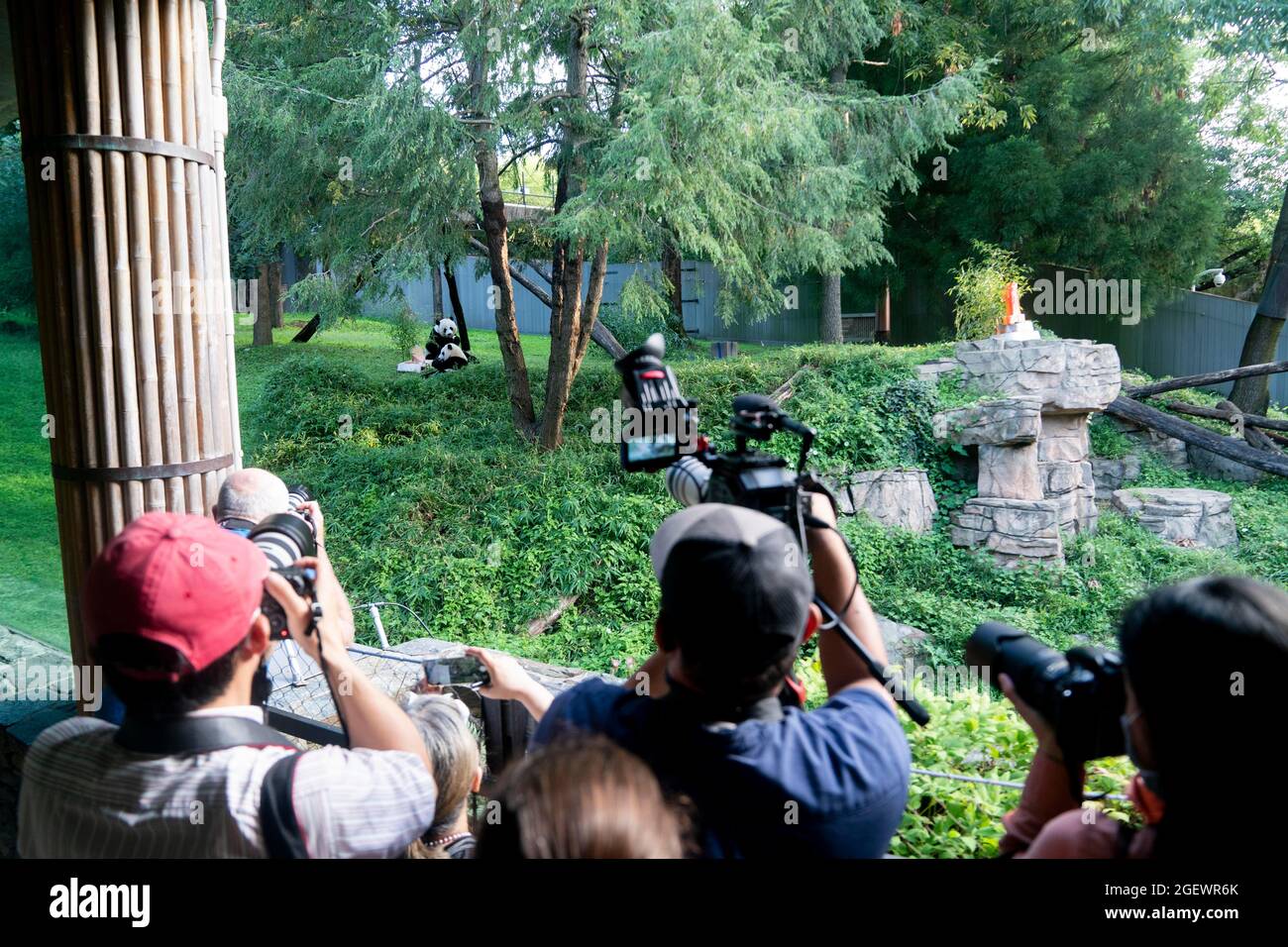 Washington, États-Unis. 21 août 2021. Les journalistes prennent des photos du cub géant 'Xiao Qi Ji' au zoo national de Smithsonian à Washington, DC, aux États-Unis, le 21 août 2021. Xiao Qi Ji (petit miracle), le géant panda cub né dans le zoo national de Washington, DC, en a fait un samedi, et le zoo a organisé une grande fête d'anniversaire pour la petite cutie avec des gâteaux de glace et d'autres activités pour célébrer l'occasion avec ses fans avides qui viennent pour une visite. Credit: Liu Jie/Xinhua/Alay Live News Banque D'Images