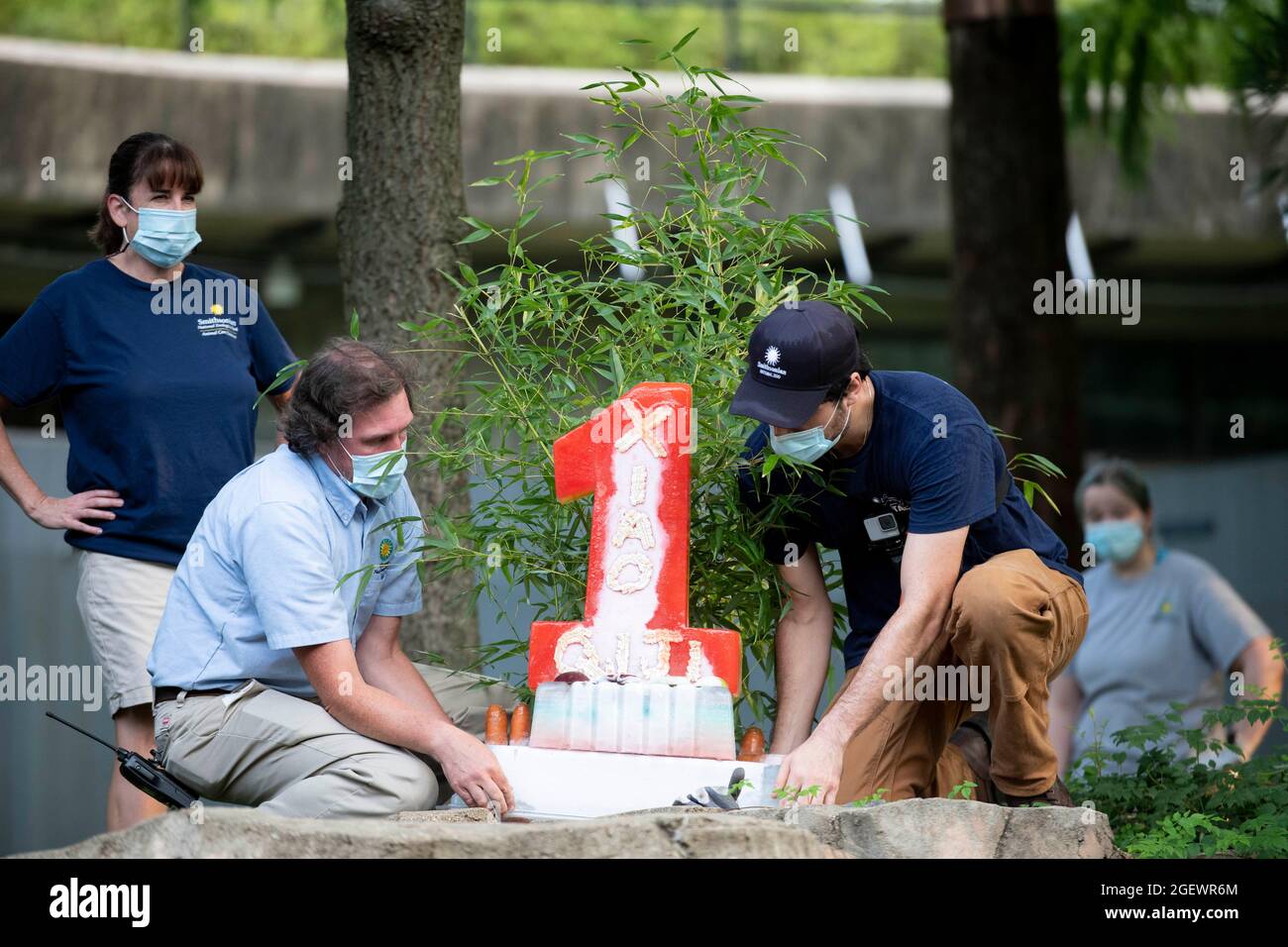 Washington, États-Unis. 21 août 2021. Le personnel du Smithsonian's National Zoo prépare un gâteau d'anniversaire pour le giant panda cub 'Xiao Qi Ji' à Washington, DC, aux États-Unis, le 21 août 2021. Xiao Qi Ji (petit miracle), le géant panda cub né dans le zoo national de Washington, DC, en a fait un samedi, et le zoo a organisé une grande fête d'anniversaire pour la petite cutie avec des gâteaux de glace et d'autres activités pour célébrer l'occasion avec ses fans avides qui viennent pour une visite. Credit: Liu Jie/Xinhua/Alay Live News Banque D'Images