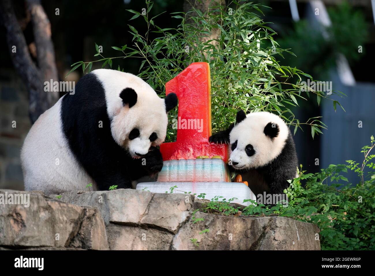 Washington, États-Unis. 21 août 2021. Le 21 août 2021, le géant panda cub 'Xiao Qi Ji' (R) apprécie son gâteau d'anniversaire avec sa mère 'mei Xiang' au zoo national de Smithsonian à Washington, DC, aux États-Unis. Xiao Qi Ji (petit miracle), le géant panda cub né dans le zoo national de Washington, DC, en a fait un samedi, et le zoo a organisé une grande fête d'anniversaire pour la petite cutie avec des gâteaux de glace et d'autres activités pour célébrer l'occasion avec ses fans avides qui viennent pour une visite. Credit: Liu Jie/Xinhua/Alay Live News Banque D'Images