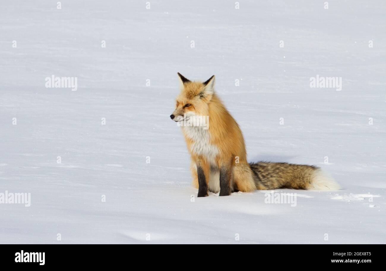 Renard roux près de Roaring Mountain ; Date : 3 mars 2016 Banque D'Images