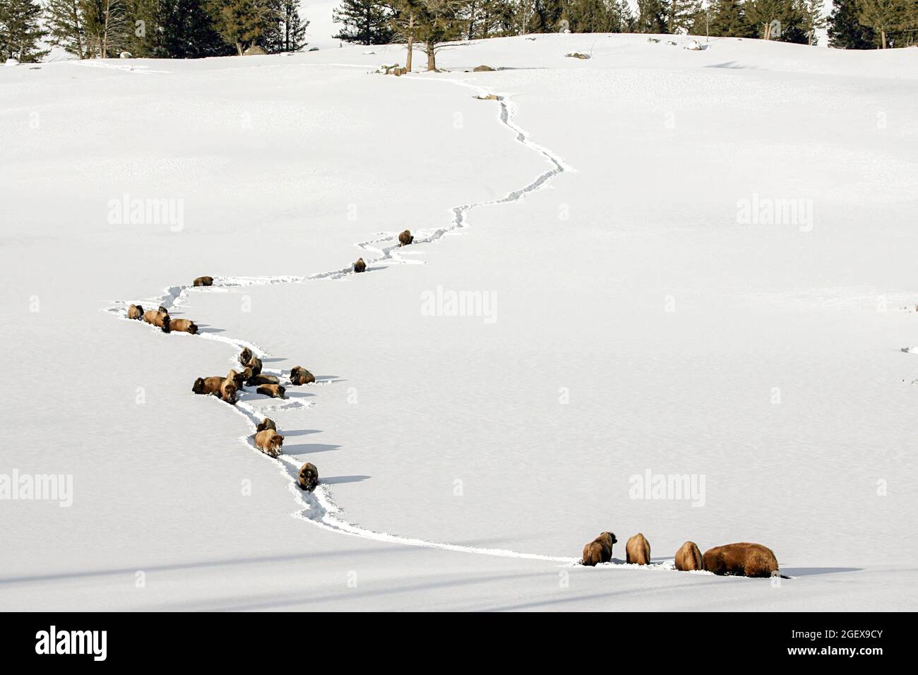 Une grande piste entendue les uns les autres dans la neige profonde.Bison marchant dans la neige profonde près de Tower Jct. ; Date : 29 mars 2008 Banque D'Images