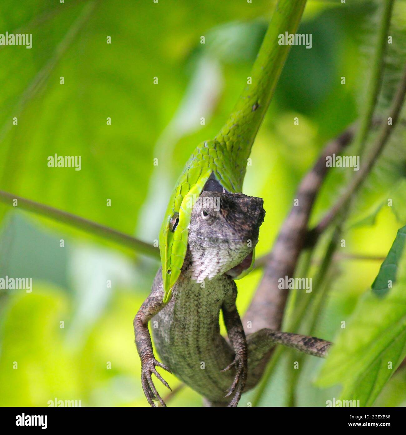 photo de serpent vert mange un lézard Banque D'Images