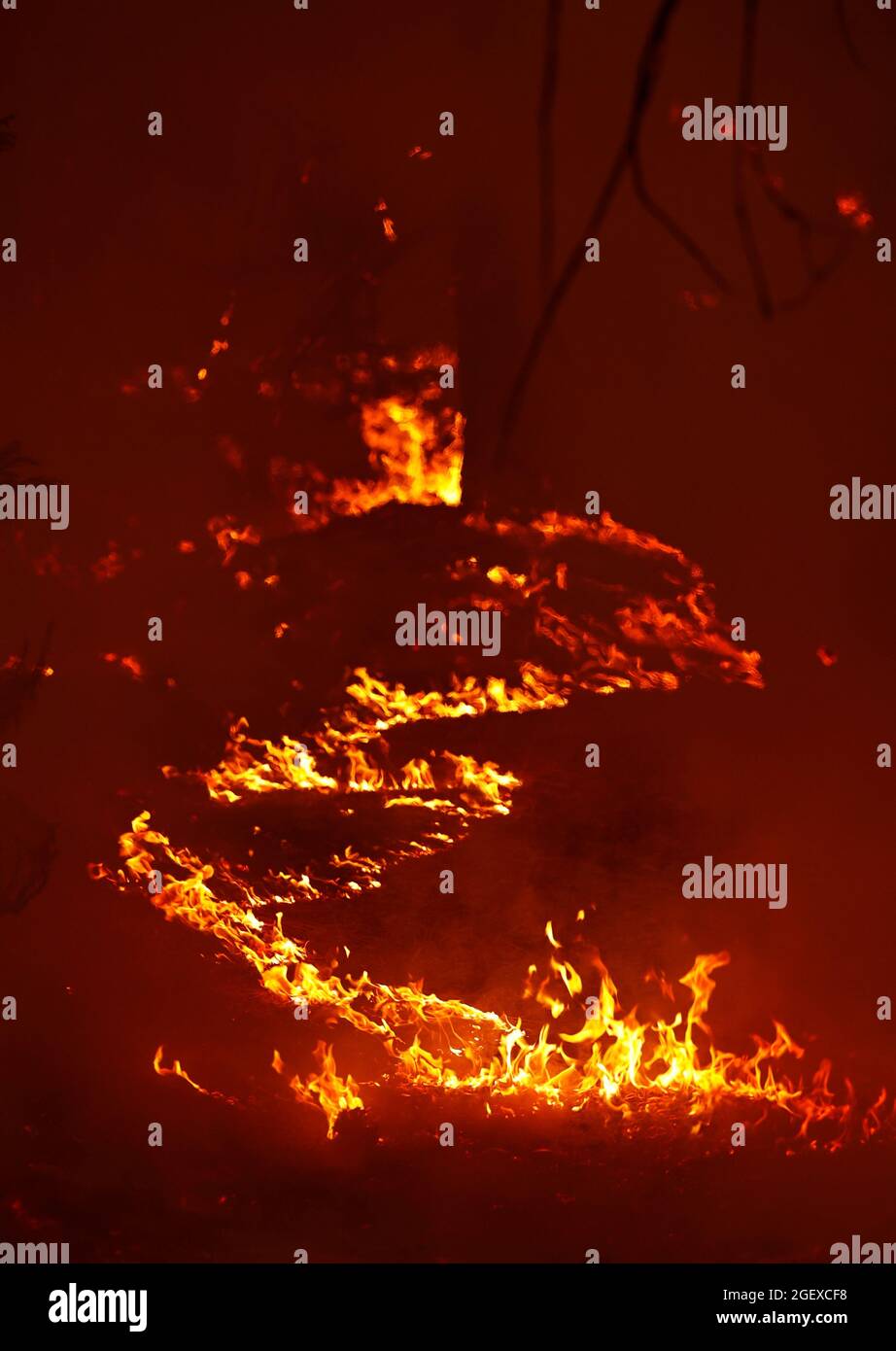 Les flammes du Caldor Fire brûlent à travers la forêt nationale d'Eldorado près de Kyburz, Californie, États-Unis le 21 août 2021. REUTERS/Fred Greaves Banque D'Images