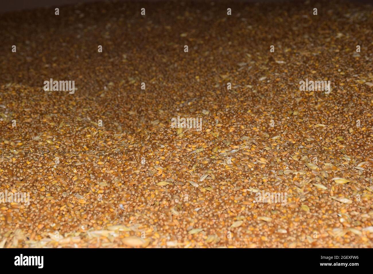Grains de blé en gros plan image de texture agricole parfaite, foyer sélectif, Banque D'Images