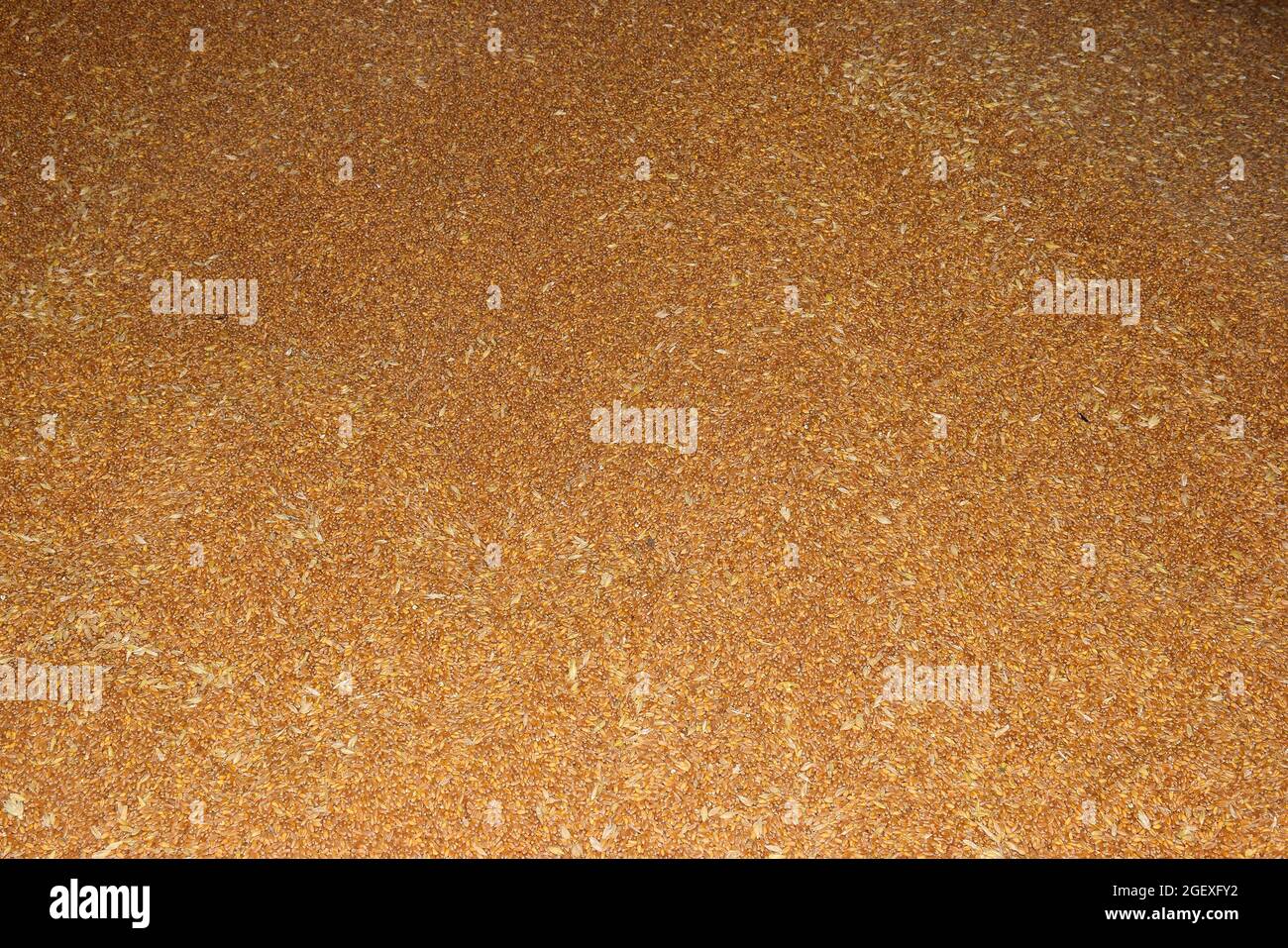 Grains de blé en gros plan image de texture agricole parfaite, foyer sélectif, Banque D'Images