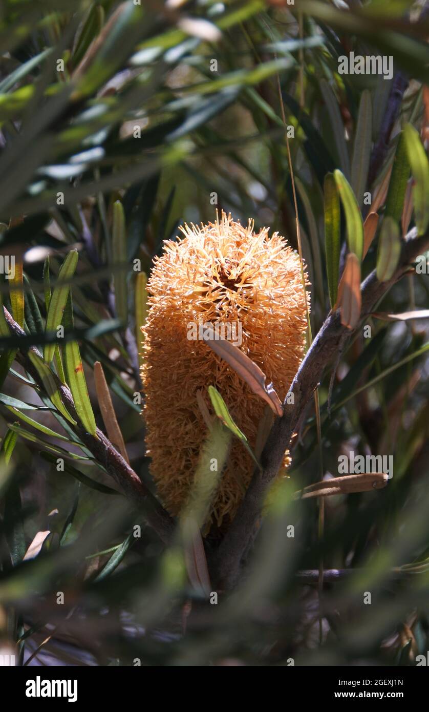 Fleur de banksia orange, parc national des Grampians Banque D'Images