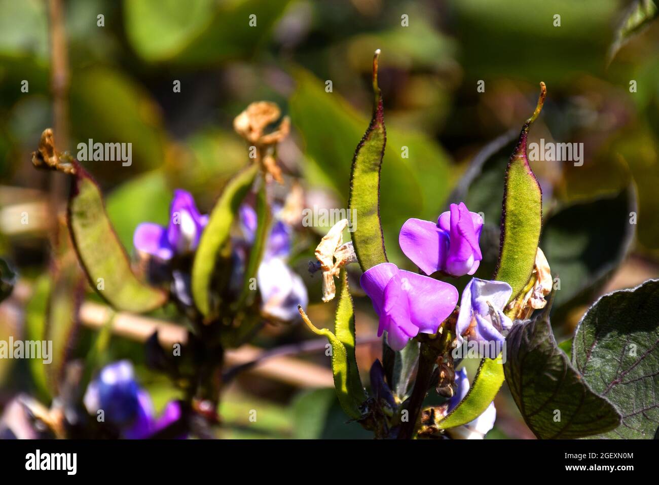 Plantes poussant dans les champs poussant des fleurs et des légumineuses Banque D'Images