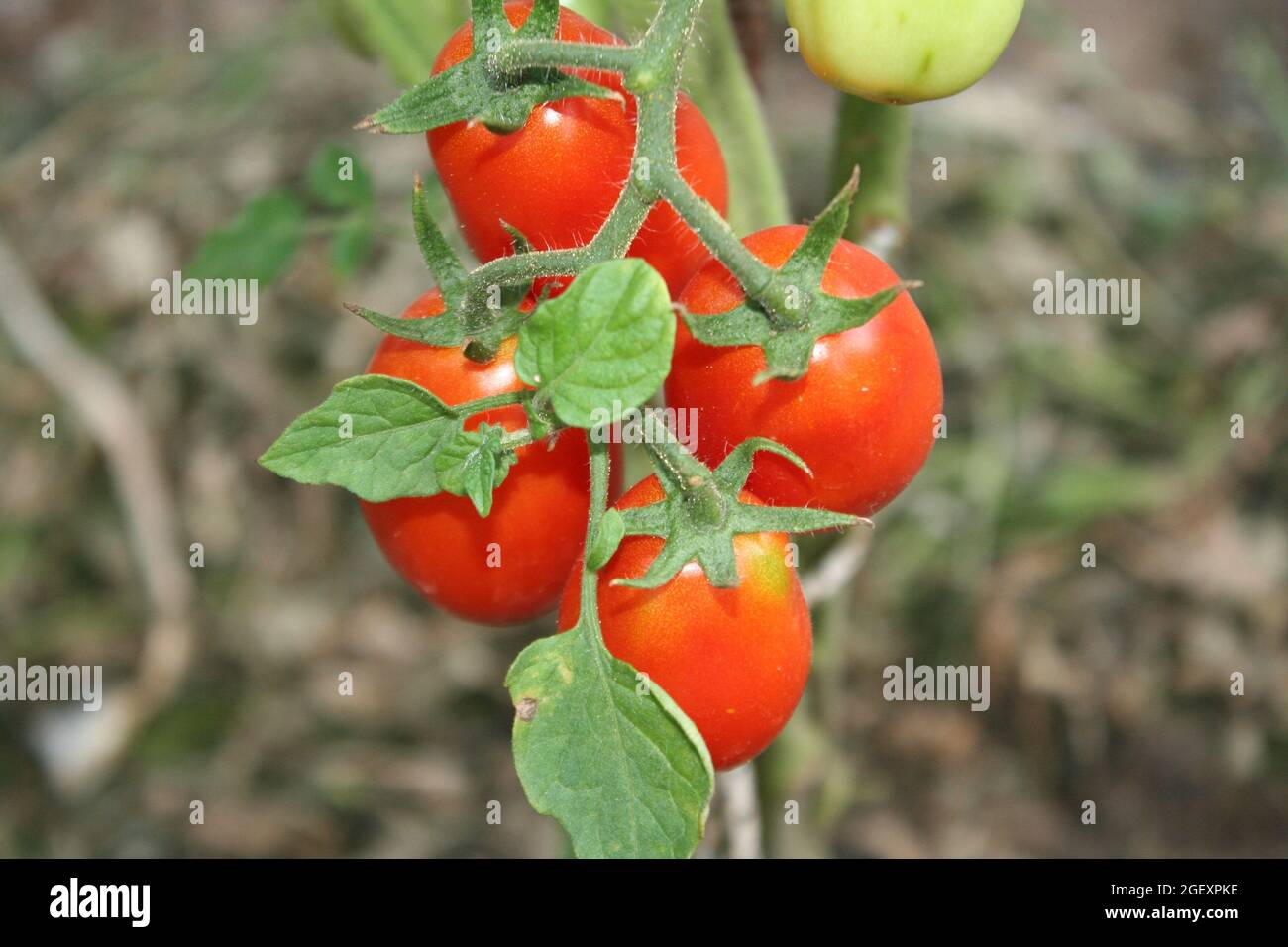 Tomate Banque D'Images