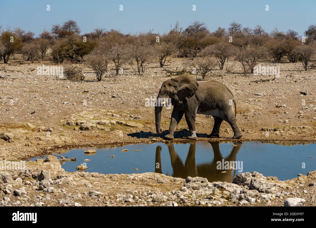 Vieux éléphant de taureau africain qui boit au trou d'eau en Namibie Banque D'Images