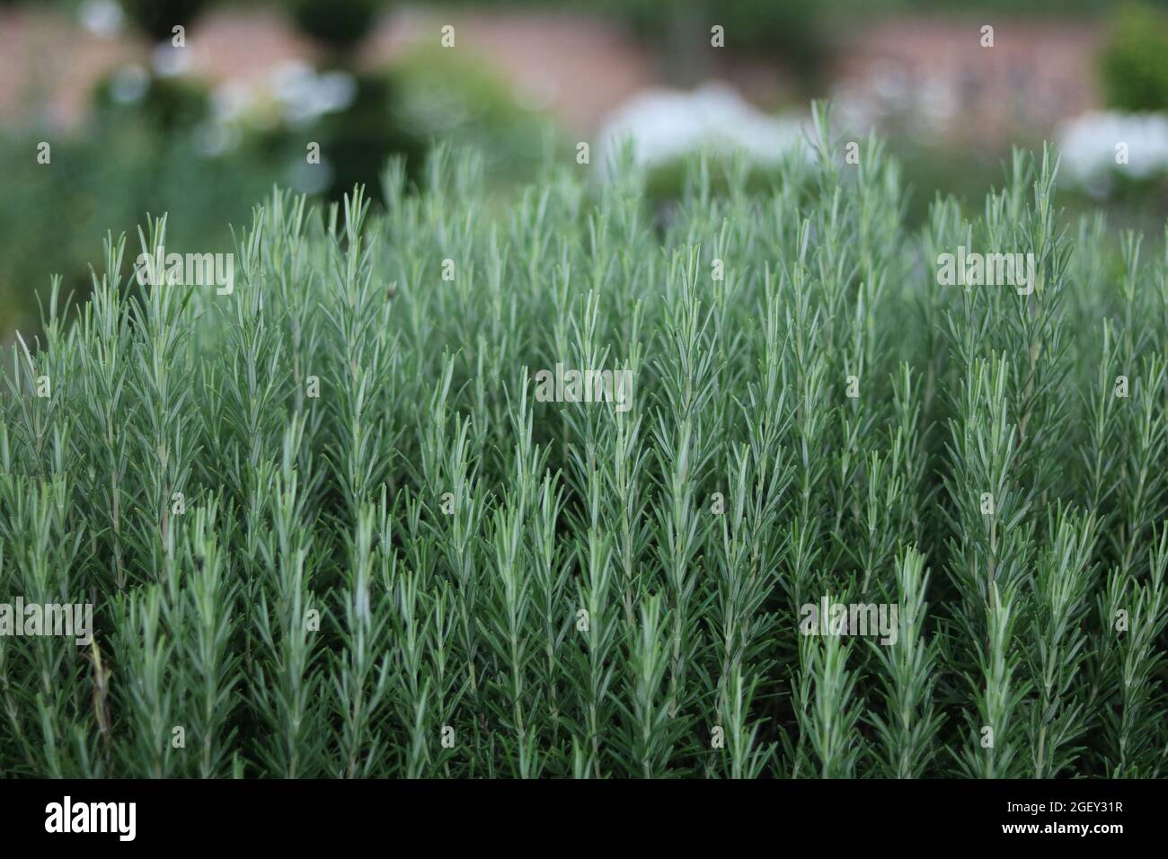 Gros plan sur le buisson aux herbes de romarin dans le jardin avec espace de copie Banque D'Images