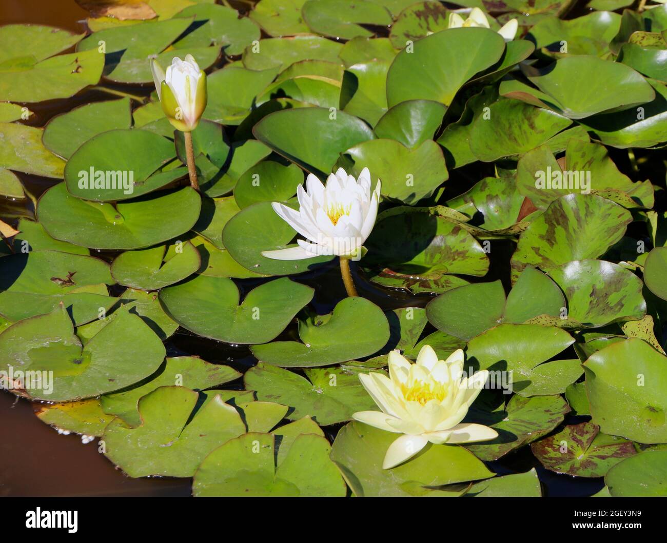 Nymphaea alba fleurs de nénuphars européennes en eau blanche poussant dans le parc El Retiro Madrid Espagne été Banque D'Images
