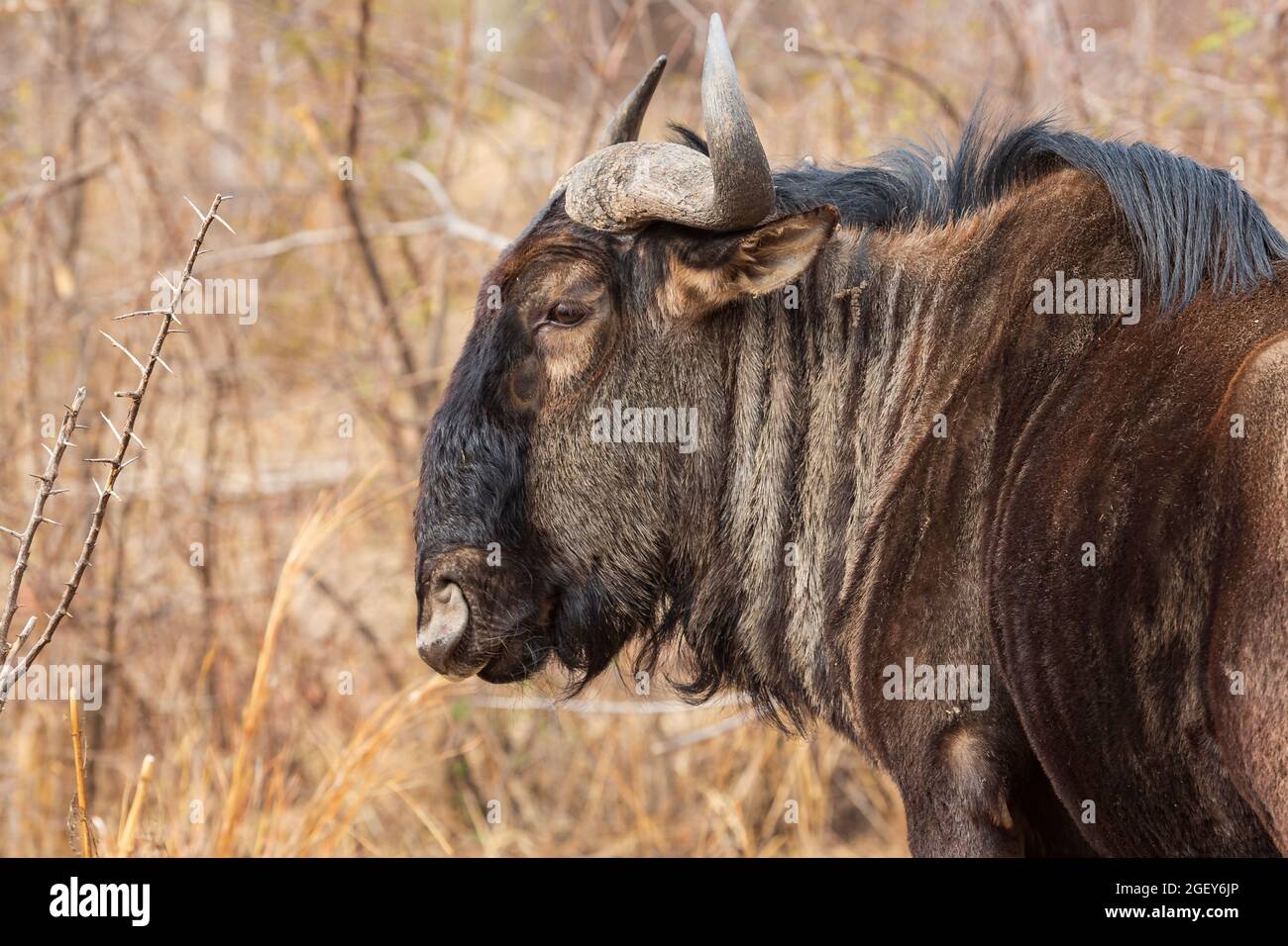 Portrait du flétrissement bleu Connochaetes taurinus au parc national de Pilanesberg, Afrique du Sud Banque D'Images