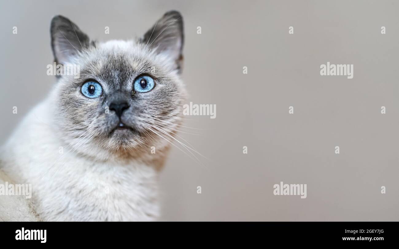 Chat Gris Plus Ancien Avec Yeux Bleus Percant Detail De Gros Plan Espace Pour Le Texte Cote Droit Photo Stock Alamy