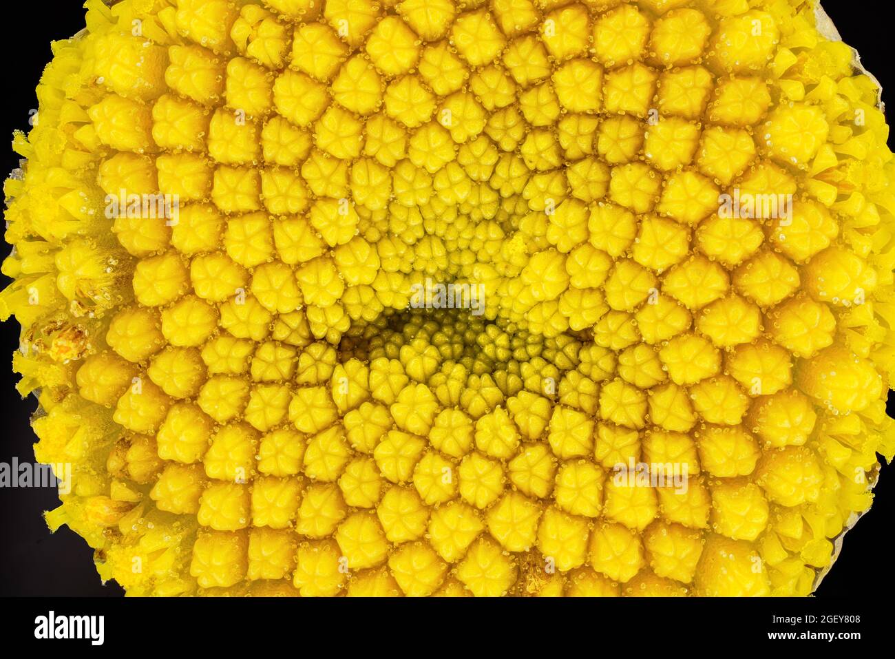 Tansy jaune - Tanaceum vulgare - fleur sous microscope, largeur d'image 9mm. Banque D'Images