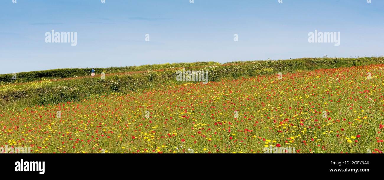 Vue panoramique sur les terres arables de Poppies à duvet Papaver rhoeas et de maïs Marigolds Glebionid segetum à West Pentire à Newquay, en Cornouailles. Banque D'Images