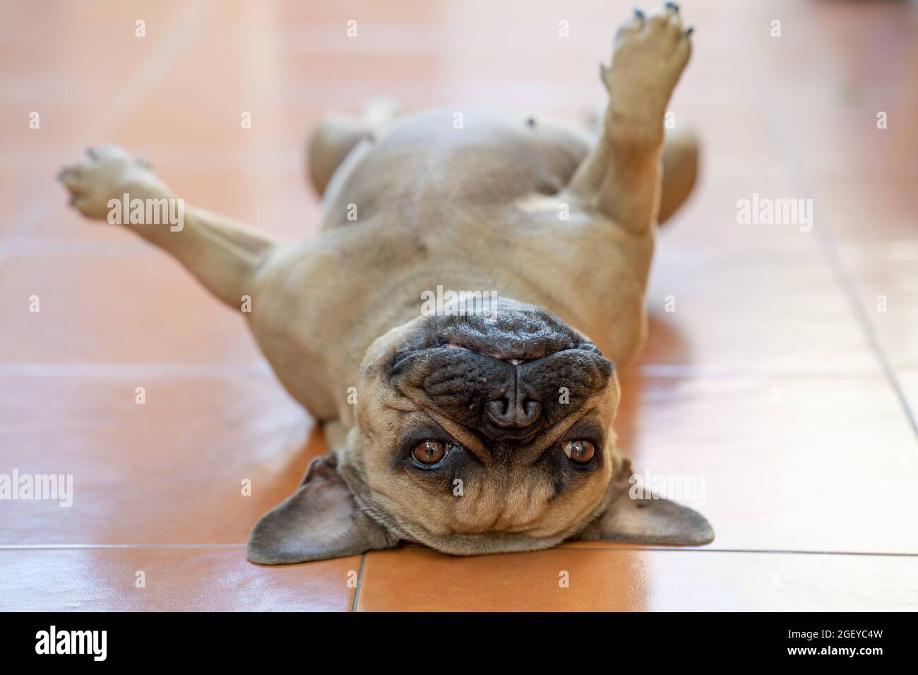 Un drôle de chien de taureau français couché en décubitus dorsal sur le sol carrelé d'orange Banque D'Images