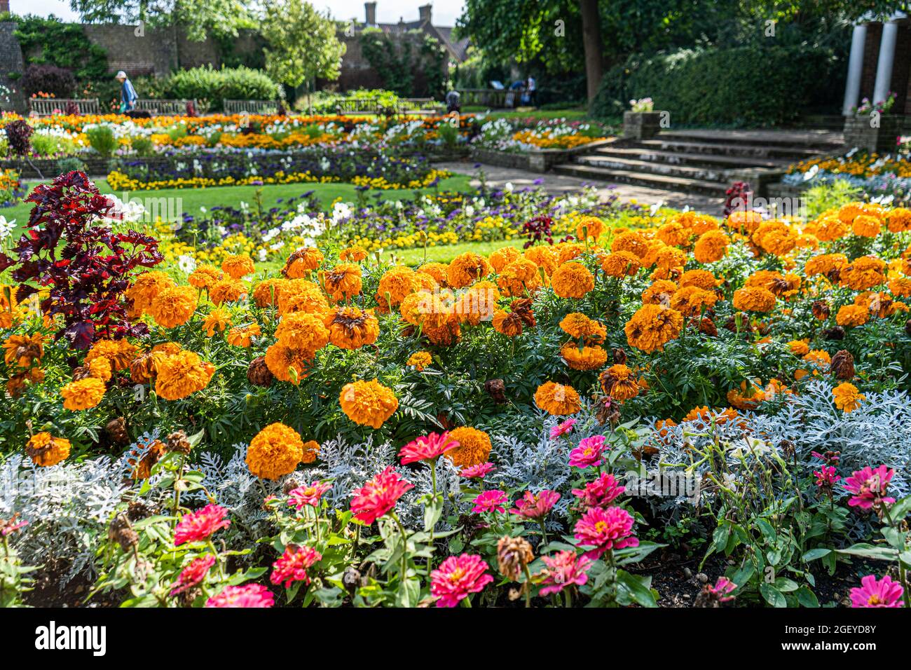 22 août 2021. Marigold Flowers (Calendula officinalis) en pleine floraison à Cannizaro Park Wimbledon, sud-ouest de Londres Banque D'Images