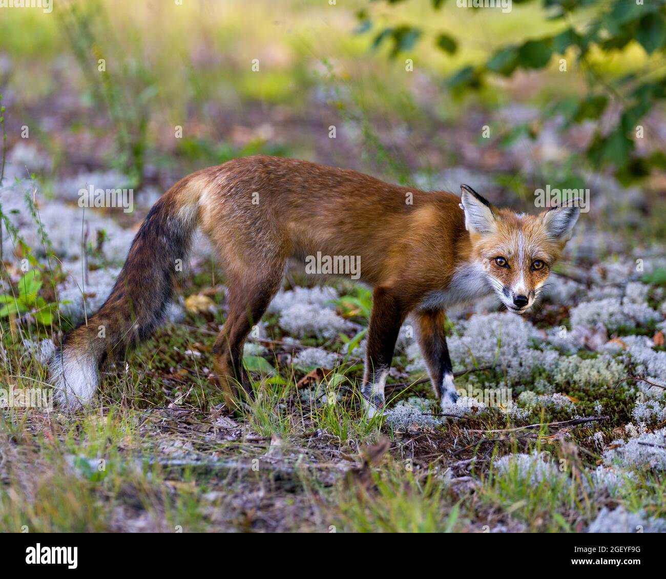 Vue latérale du renard rouge regardant l'appareil photo avec un arrière-plan de feuillage flou avec son manteau de fourrure d'été dans son environnement et son habitat. Fox image. Photo. Portrait. Banque D'Images