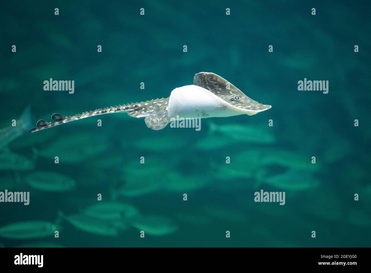 Nagelrochen, Nagel-Rochen, Stachel-Rochen, Stachelrochen, Rochen, Raja clavata, Roker, Thornback ray, thornback skate, Raie bouclée Banque D'Images