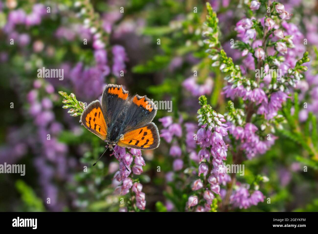 Petit cuivre / cuivre américain / cuivre commun (Lycaena phlaeas) papillon à ailes de gossamer sur la bruyère commune (Calluna vulgaris) en été Banque D'Images