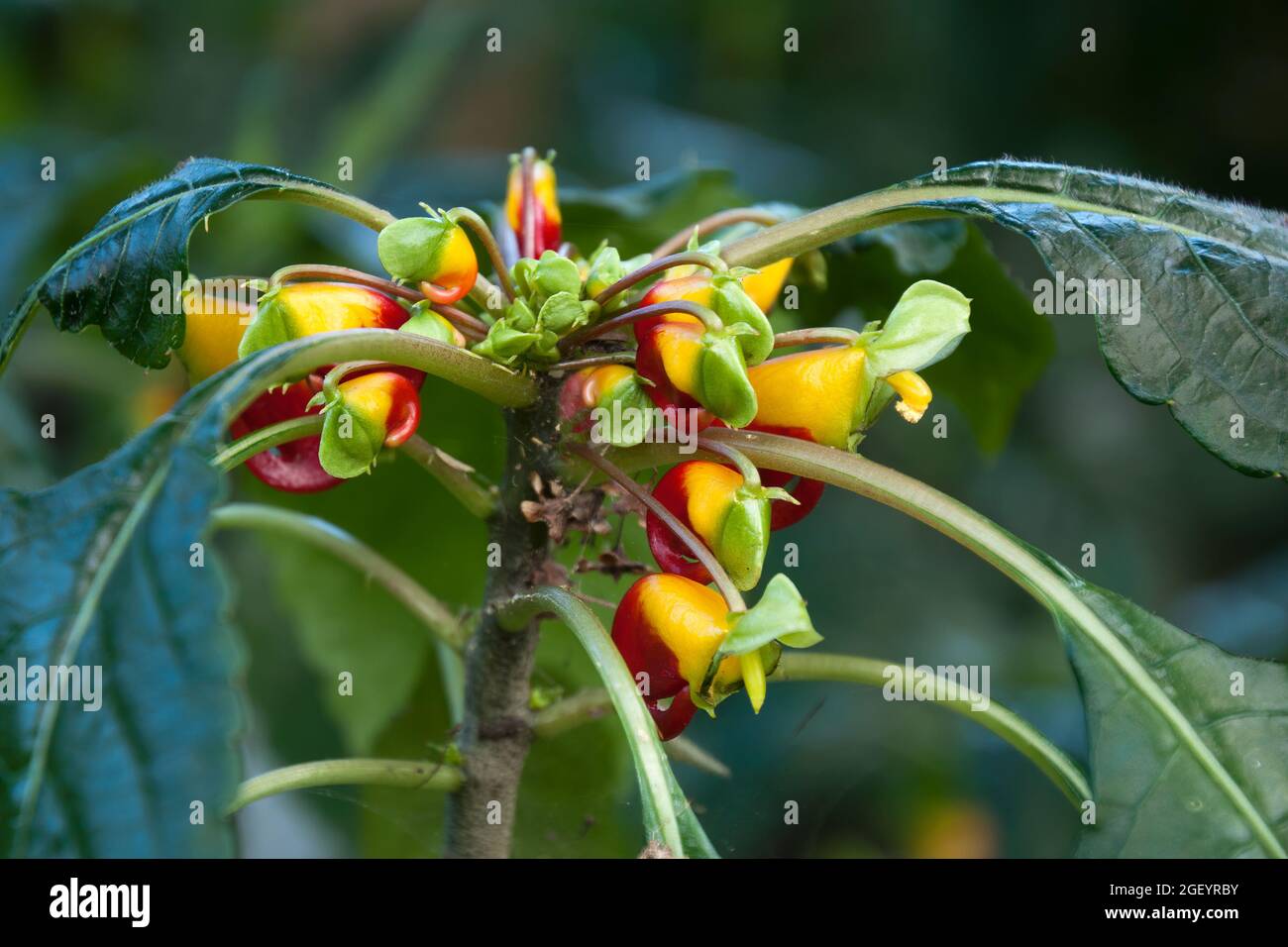 Fleurs Rouges Picots Australie Impatiens niamniamensis Banque de photographies et d’images à haute ...
