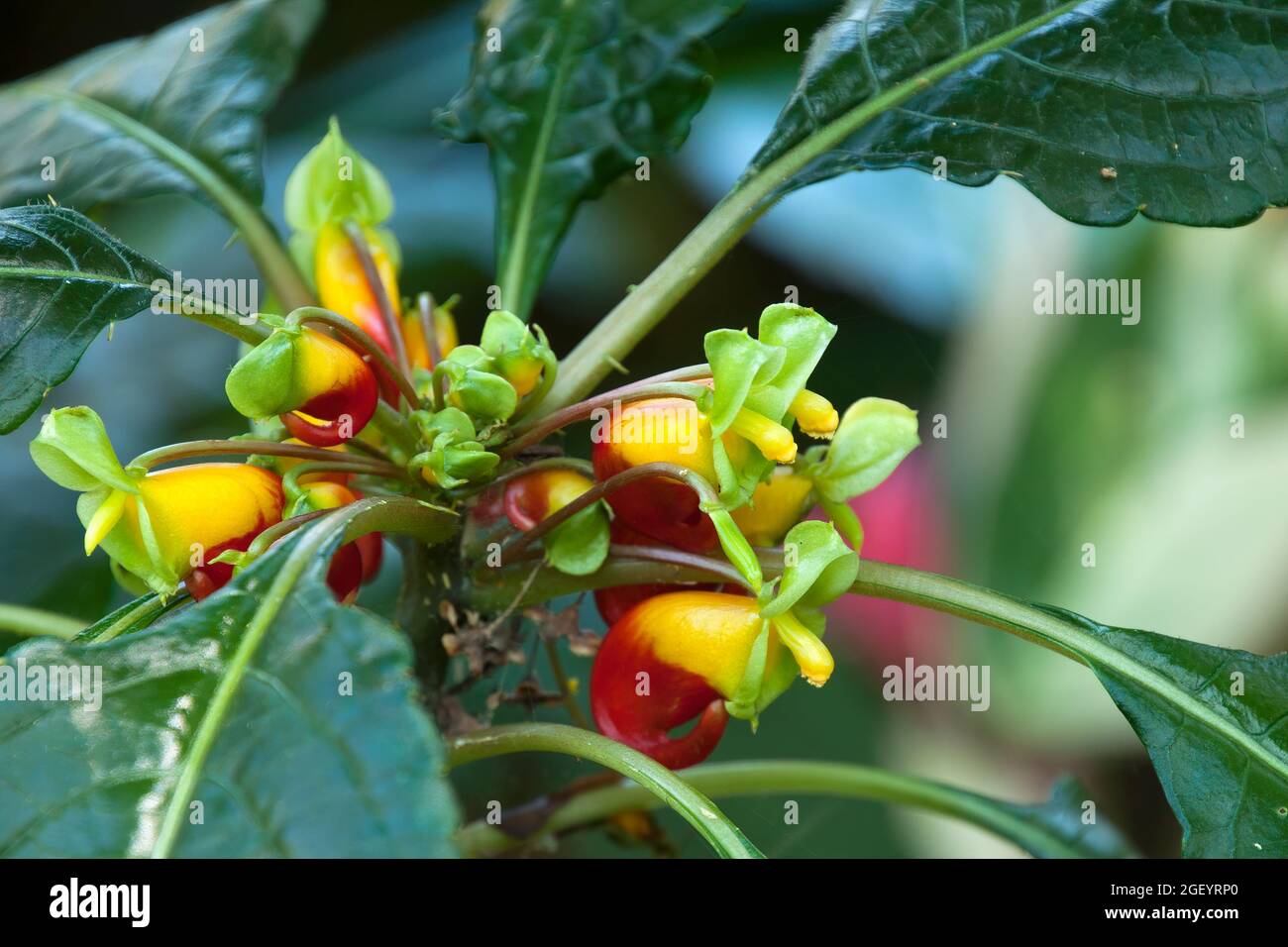 Fleurs Rouges Picots Australie Sydney Australie, fleurs rouges et jaunes inhabituelles d'une plante ...