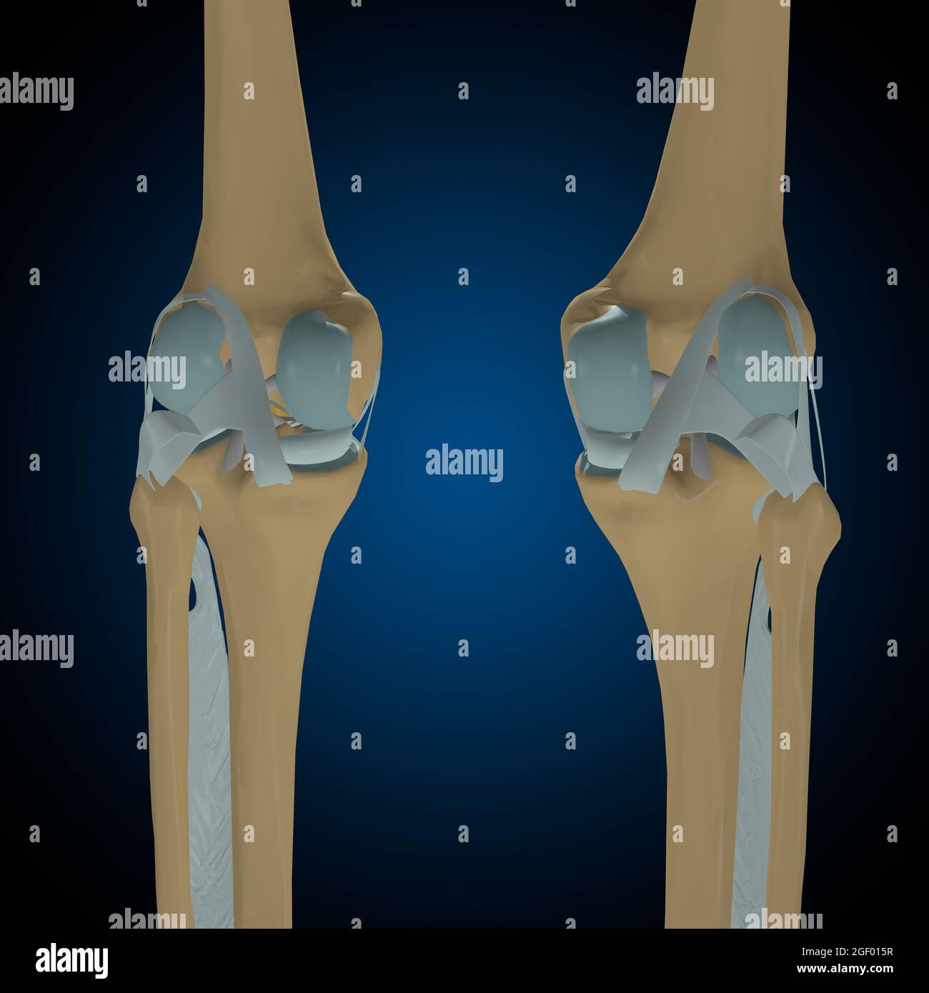 OS humains articulations et ligaments Anatomy for Medical concept 3D Illustration Banque D'Images