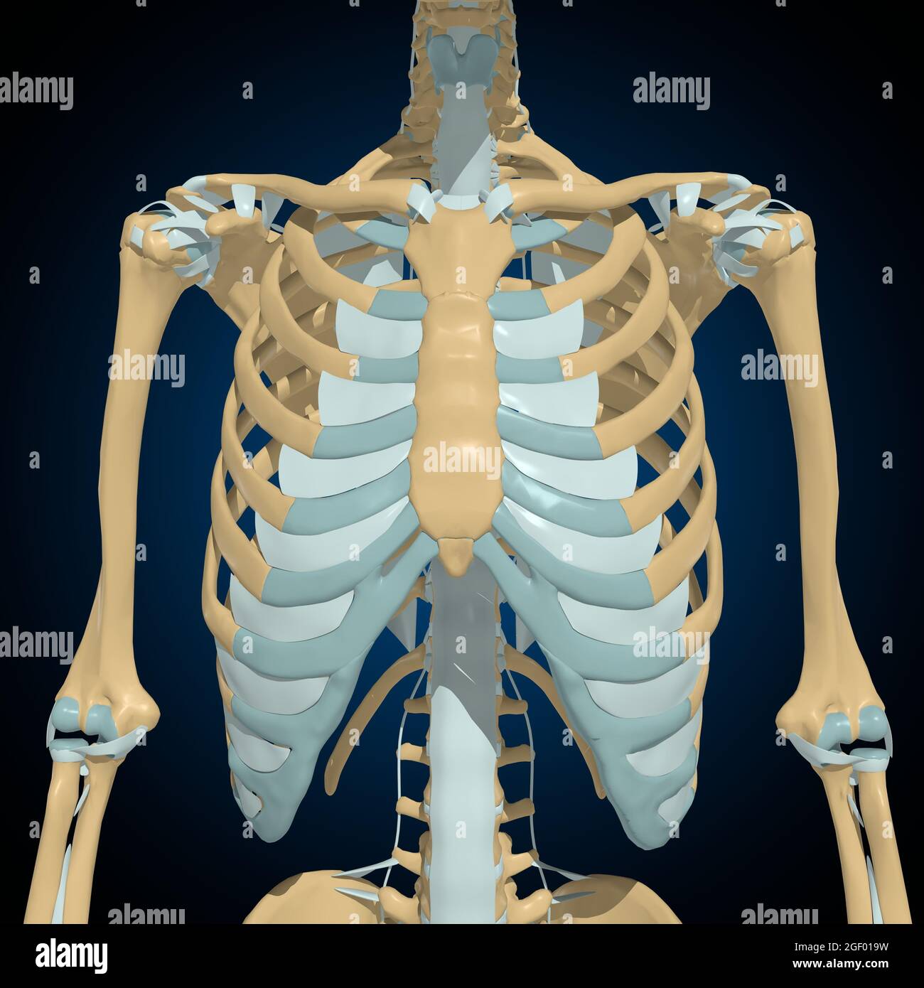 OS humains articulations et ligaments Anatomy for Medical concept 3D Illustration Banque D'Images