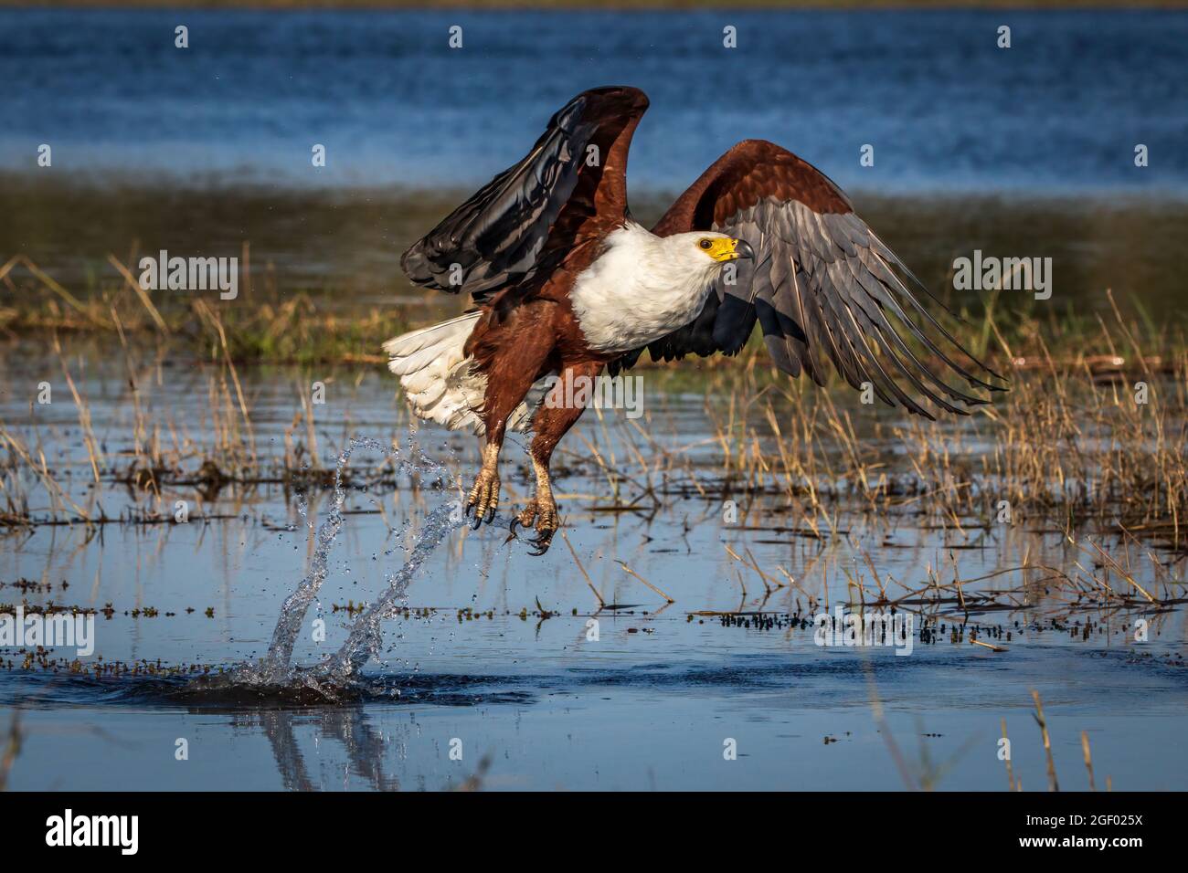 Pêche à l'aigle de poisson africain Banque D'Images