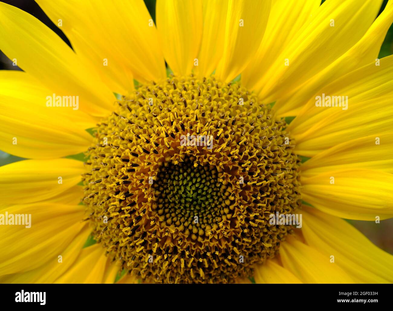 Gros plan d'un tournesol. Les fleurs de tournesol sont disposées dans une spirale naturelle ayant une séquence de Fibonacci. Banque D'Images