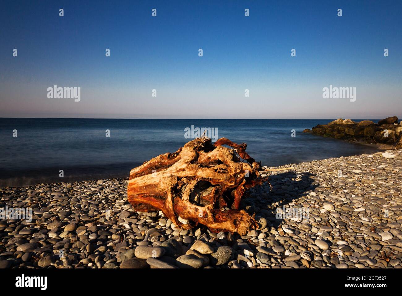 Un vieux arbre pourri pump sur un bord de mer vide. Banque D'Images