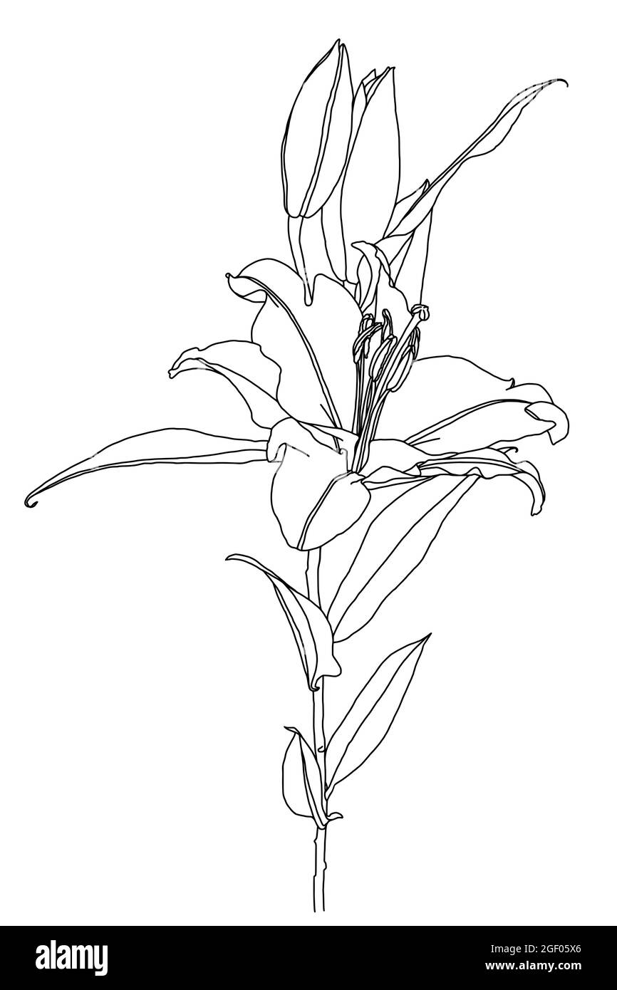 Dessin Fleur Realiste Noir Et Blanc Dessin réaliste de fleur de lys avec feuilles et bourgeons, graphiques de  ligne noire sur fond blanc, élément moderne d'art numérique pour le design  Image Vectorielle Stock - Alamy