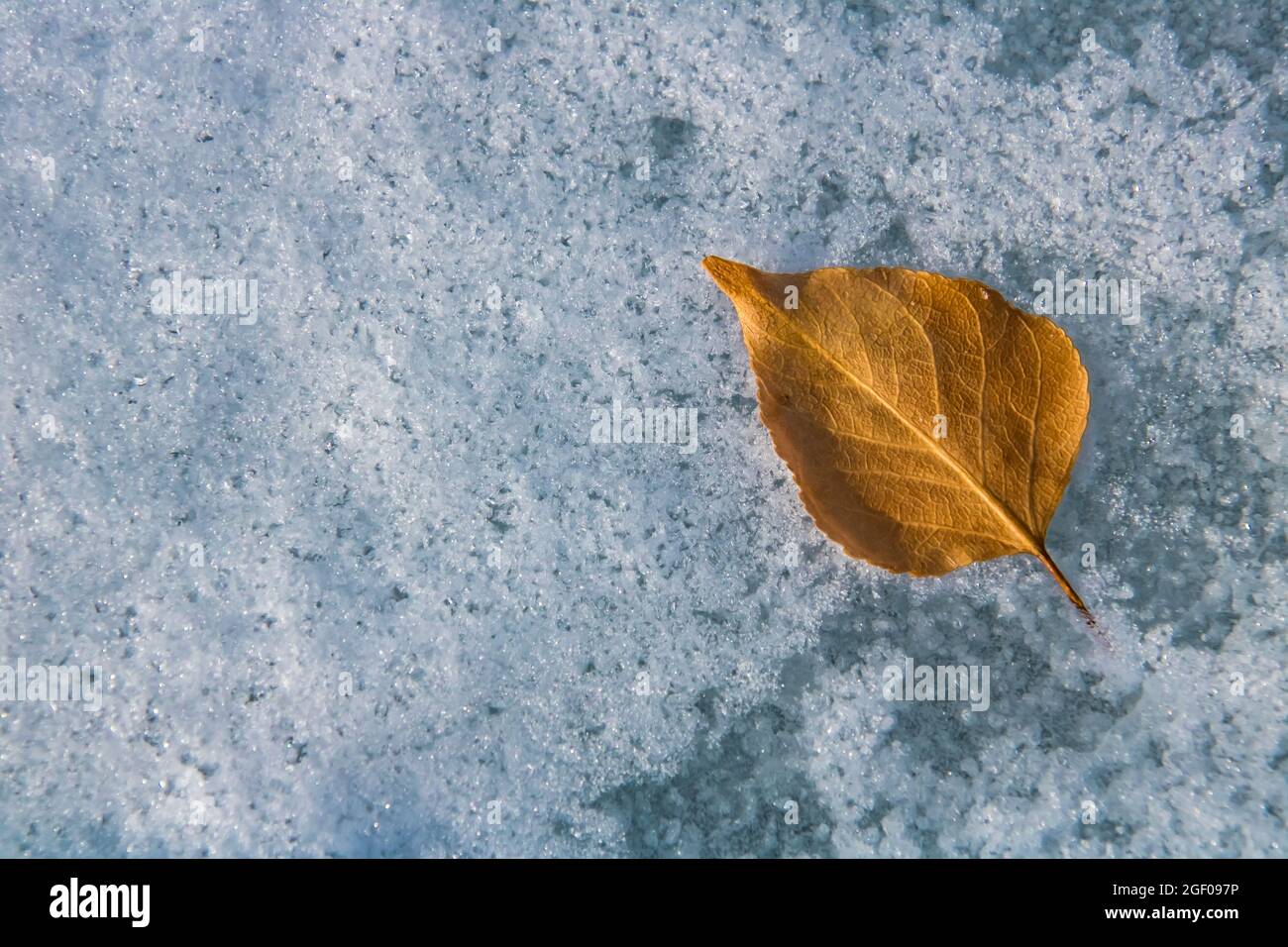 Vue de haut en bas d'une feuille d'automne tombée sur un lac gelé. Modifications du concept de saison Banque D'Images