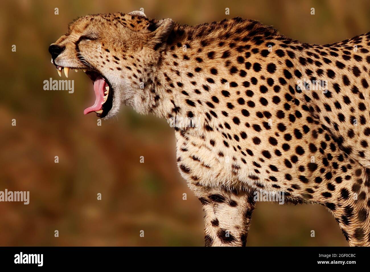Bedroht und Gefährlich, Geparde sind schöne Raubkatzen oder Großkatzen und die schnellsten Landtiere der Welt. Afrique, Serengeti, Tansania, Kenia, Banque D'Images