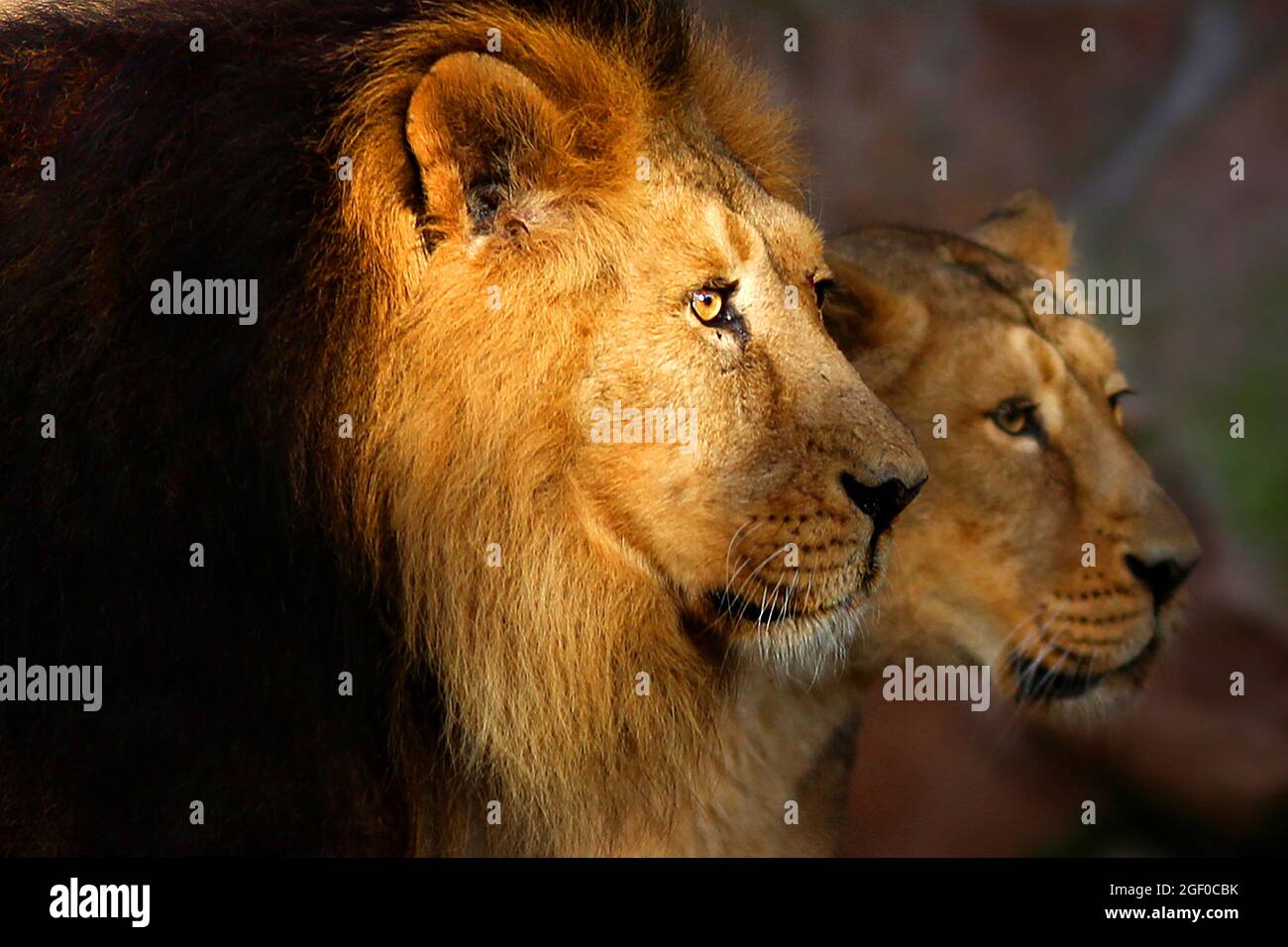 Löwe im Tiergarten oder Zoo Nürnberg, Bayern, Die großen Raubkatzen sind in Gefahr und vom Aussterben chambre. Sie sind stolz und Majestätisch. Banque D'Images