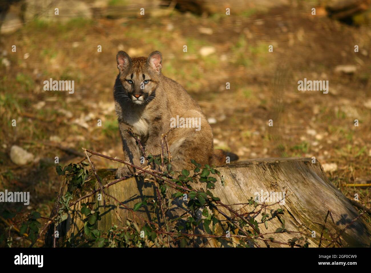 Jäger Puma konzentriert sich auf Beute Photo Stock - Alamy