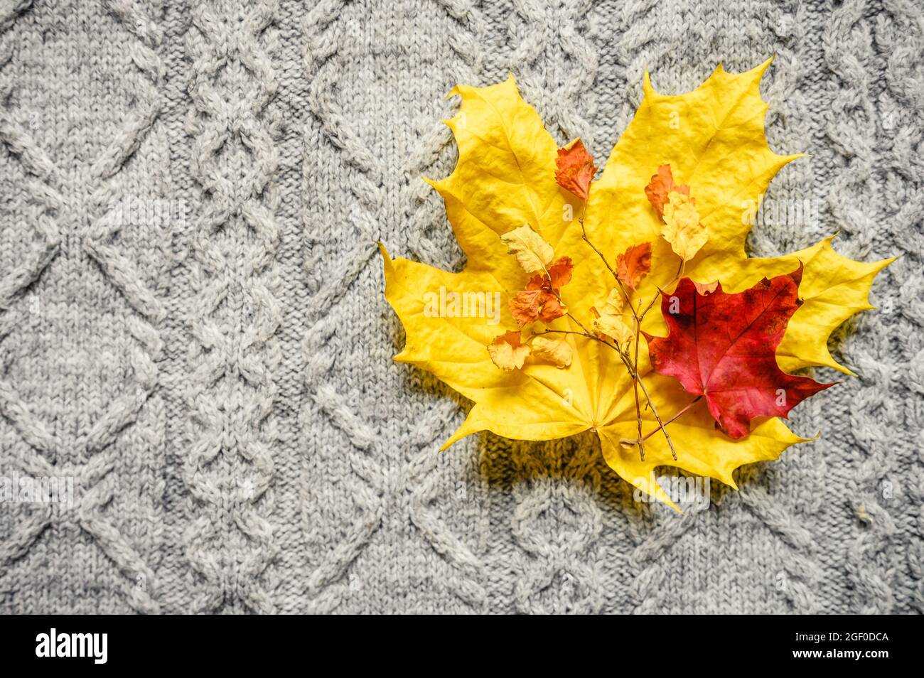 feuilles d'érable jaune et rouge d'automne sur le fond d'un pull en tricot gris confortable Banque D'Images