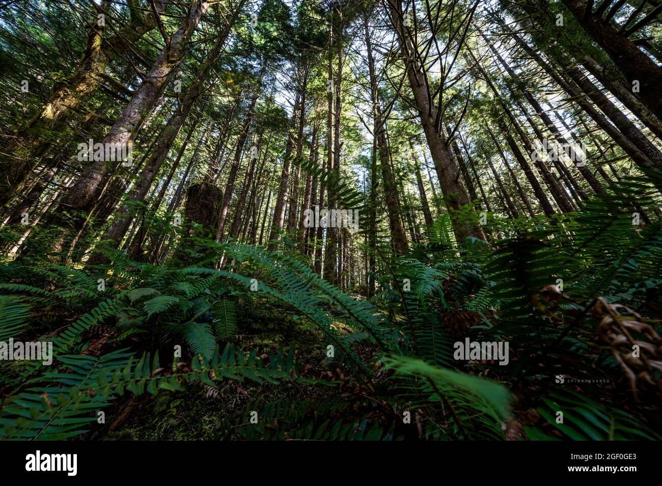 paysage forestier vert avec des arbres à feuilles persistantes Banque D'Images