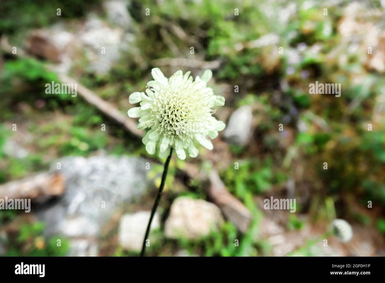 Crème scabieuse (Scabiosa ochroleuca) parmi les roches des prés alpins. Fleurs et fruits de la fin de l'été. La couverture nuageuse basse touche les sommets des montagnes (alpine be Banque D'Images