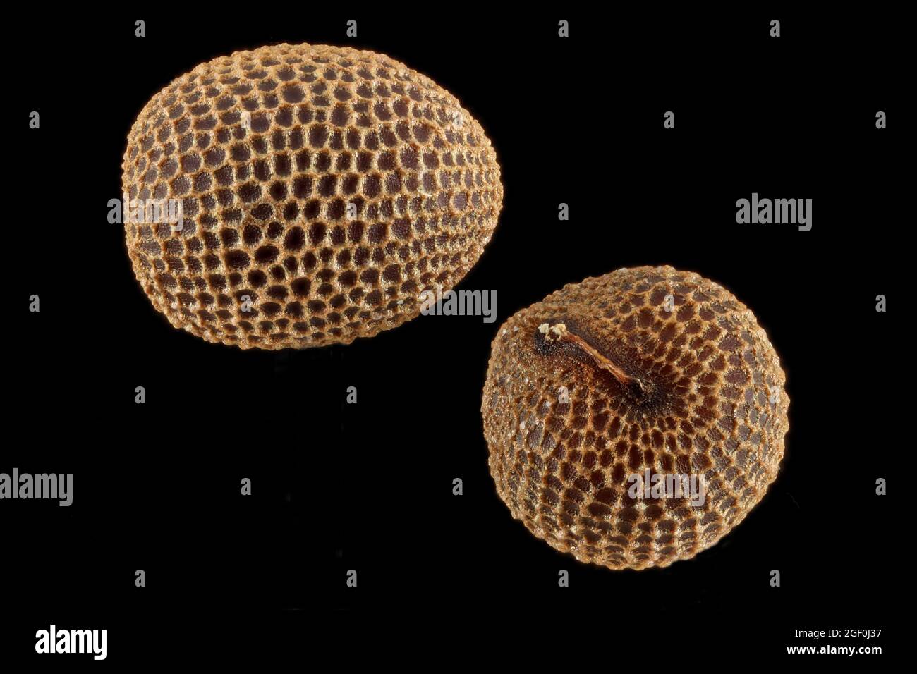 Géranium dissectum, feuillure de grue, Schlitzblättriger Storchenschnabel, gros plan, graines, 2 mm de diamètre Banque D'Images