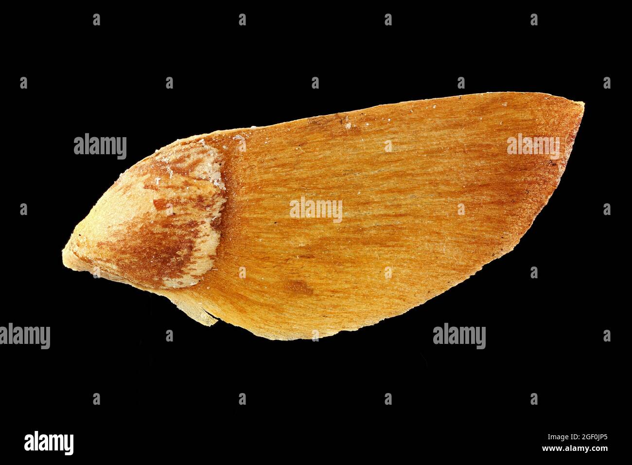 Larix decidua, mélèze européen, Europäische Lärche, gros plan, graines, 7-10 mm de long Banque D'Images